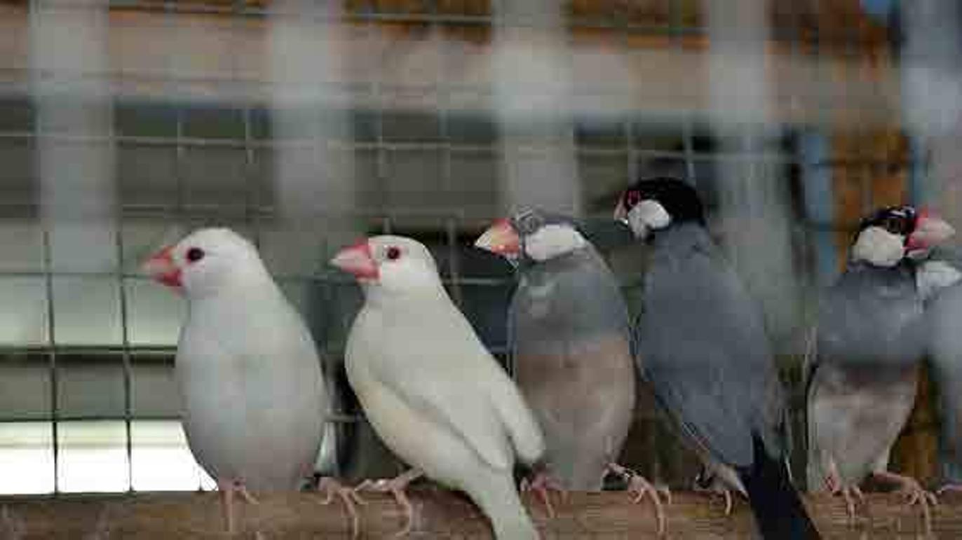 Images Fugle & Dyrehandler Arnfred M Madsen