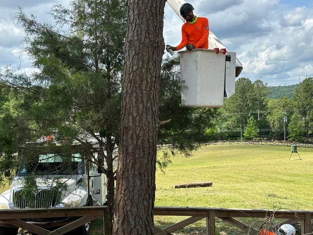 Images Fortson Tree Company