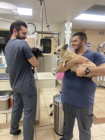 Images VCA Baring Boulevard Animal Hospital