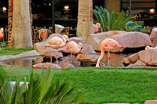 Images Flamingo Las Vegas