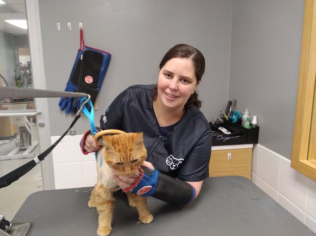 Images Petco Grooming