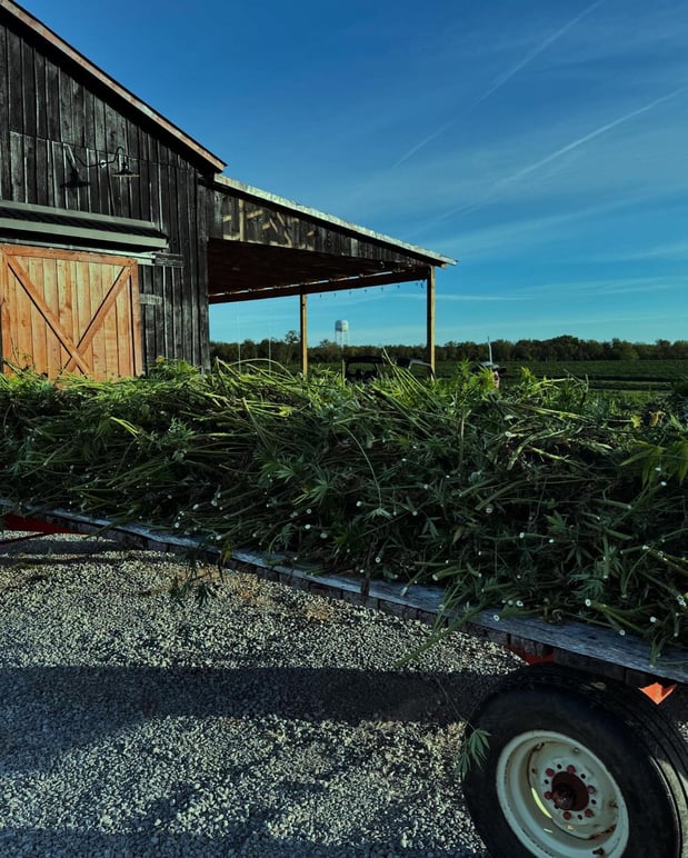 Images Wholesale Hemp Farms
