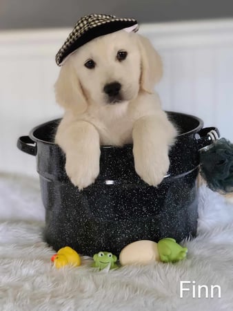 Images Elite White Goldens