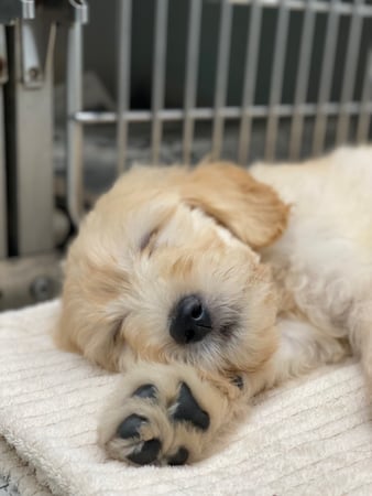 Images Melrose La Brea Animal Hospital