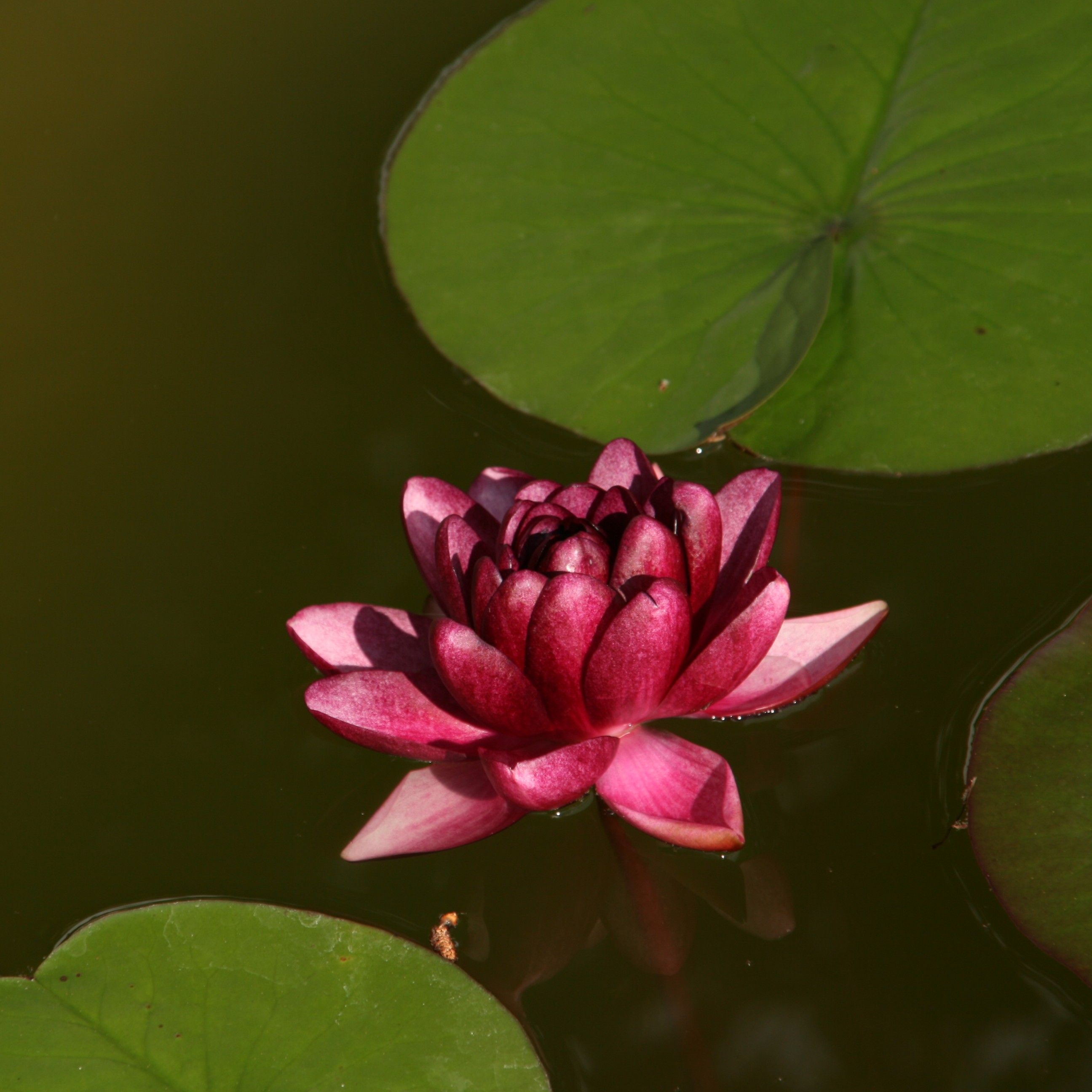 Bild 67 von Grün-Zone