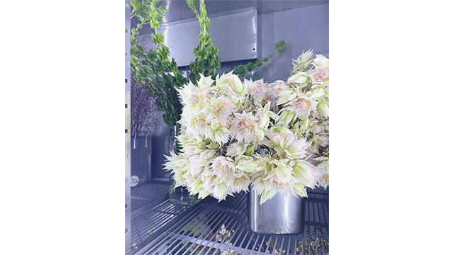 Images Flora Liv Bladh