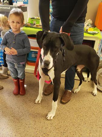 Images Paws Inn Pet Essentials
