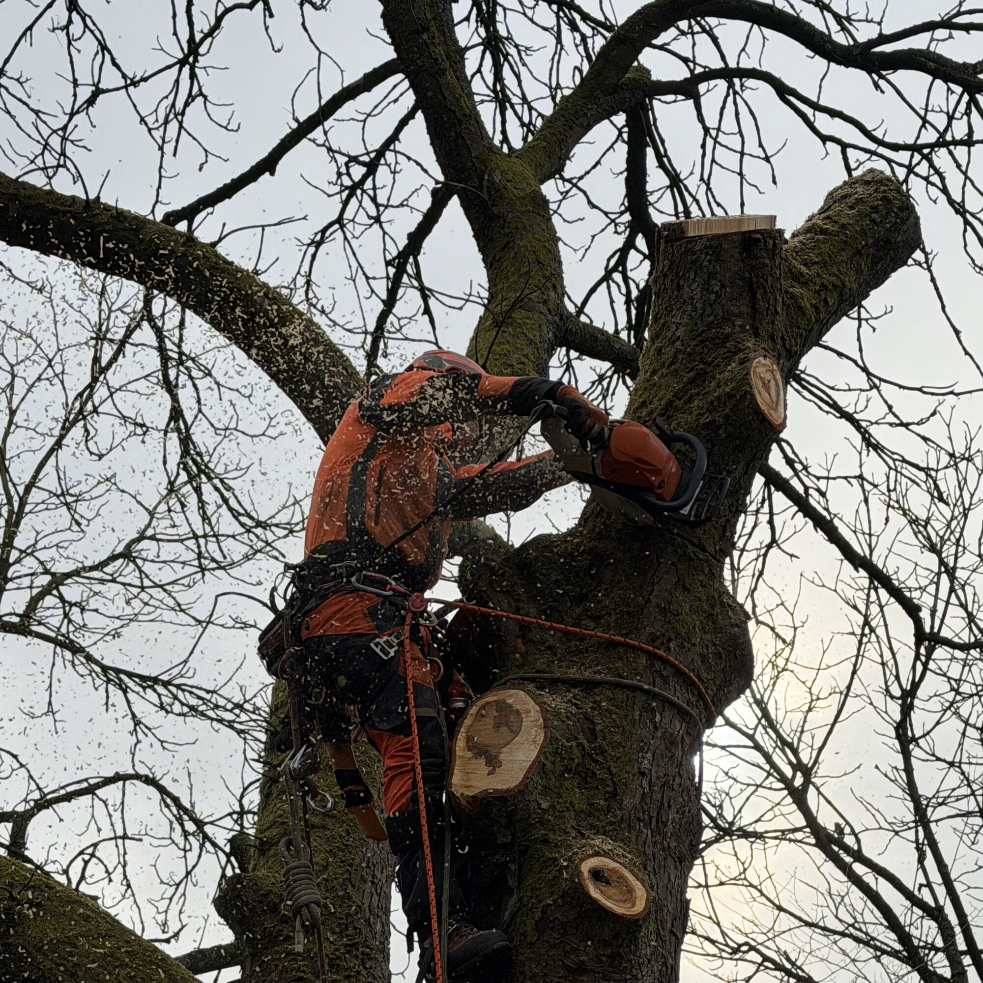 Baumdienst Behan, Im Winkel 22 in Schalksmühle