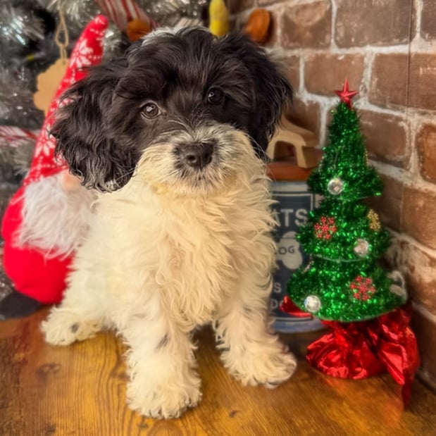 Images Puppies Direct