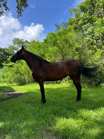 Images Events, Horses & More, Corp.