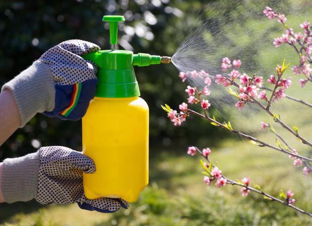 Images Paffy's Pest Control