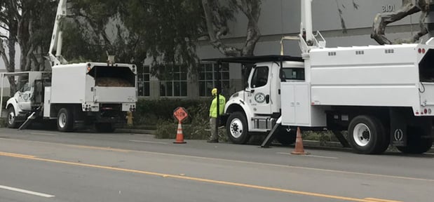 Images Newbury Park Tree Service