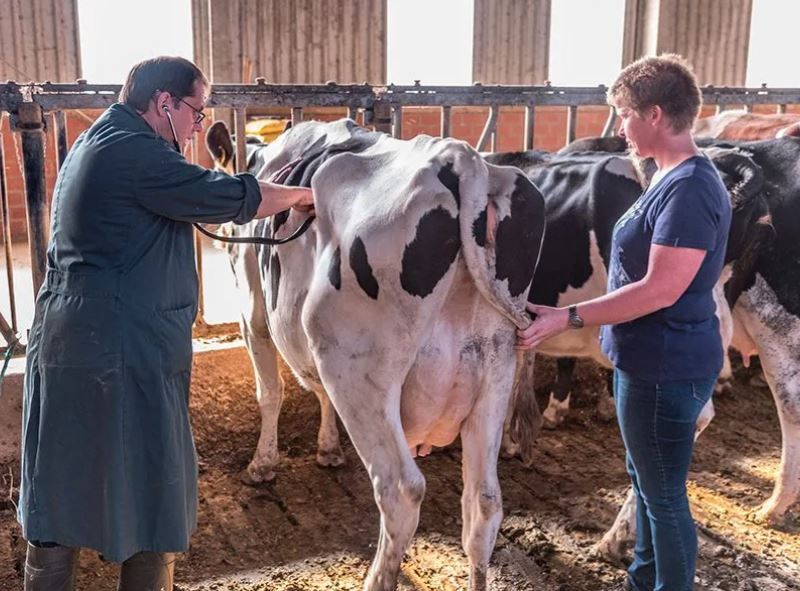 Tierarztpraxis Reichling für Kleintiere & Großtiere in Weeze Fachtierarzt für Rinder 24-Stunden NOTDIENST, Weller Str. 157 in Weeze
