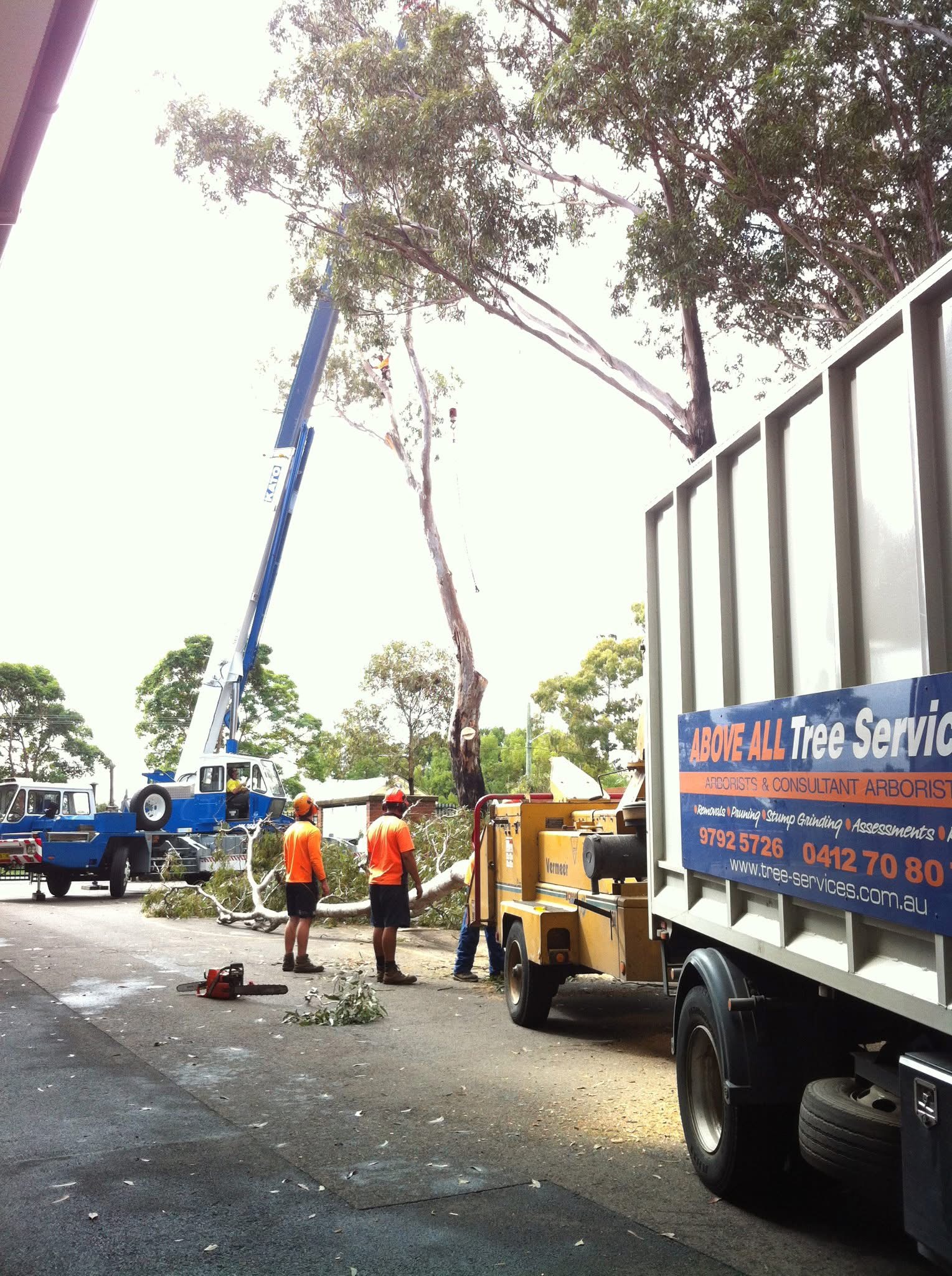 Images Above All Tree Services