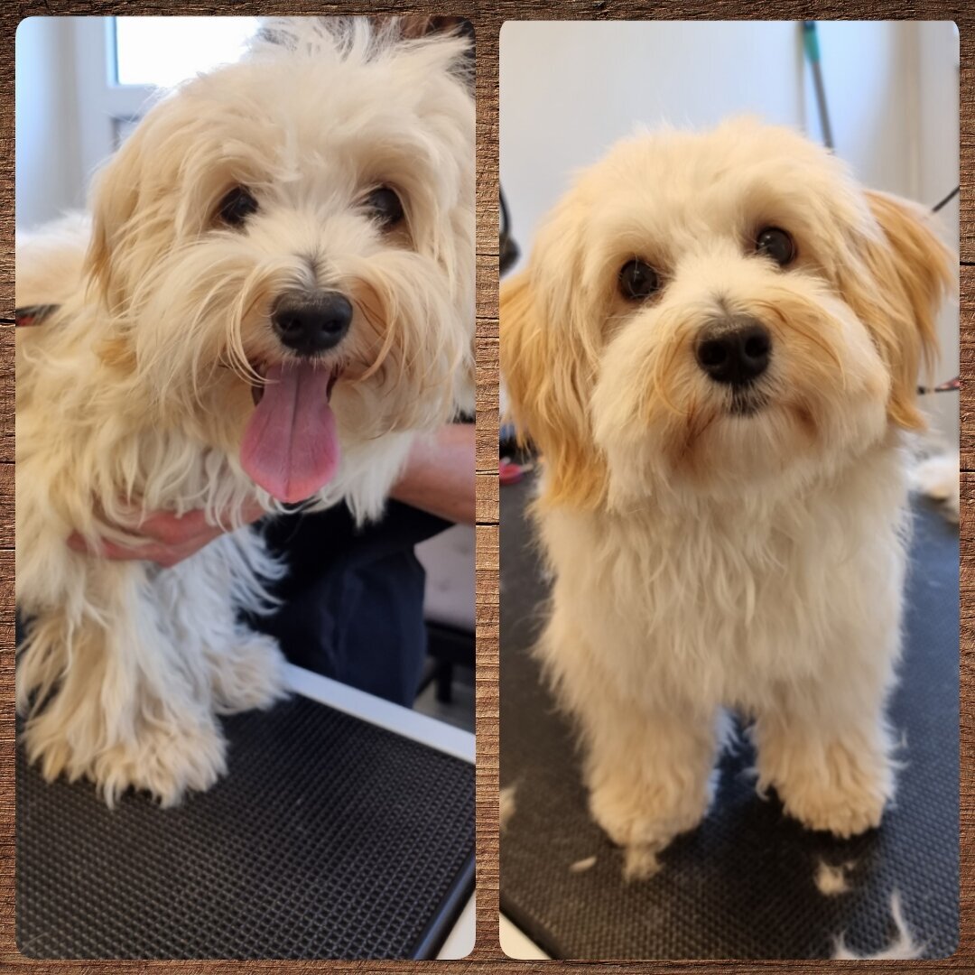 Mellys Hundesalon, Böwerweg 14 in Wittbek