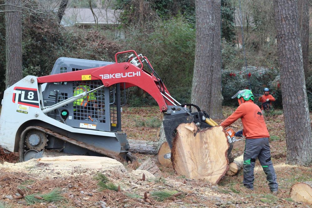 Heavy machinery and professional arborists work together to clear large logs from a job site. A skid steer maneuvers a massive trunk section as a crew member manages the cutting.
