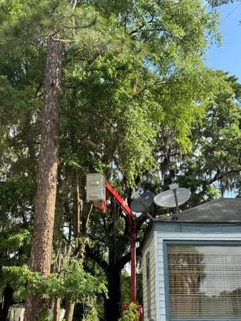 Images Magana Tree Service