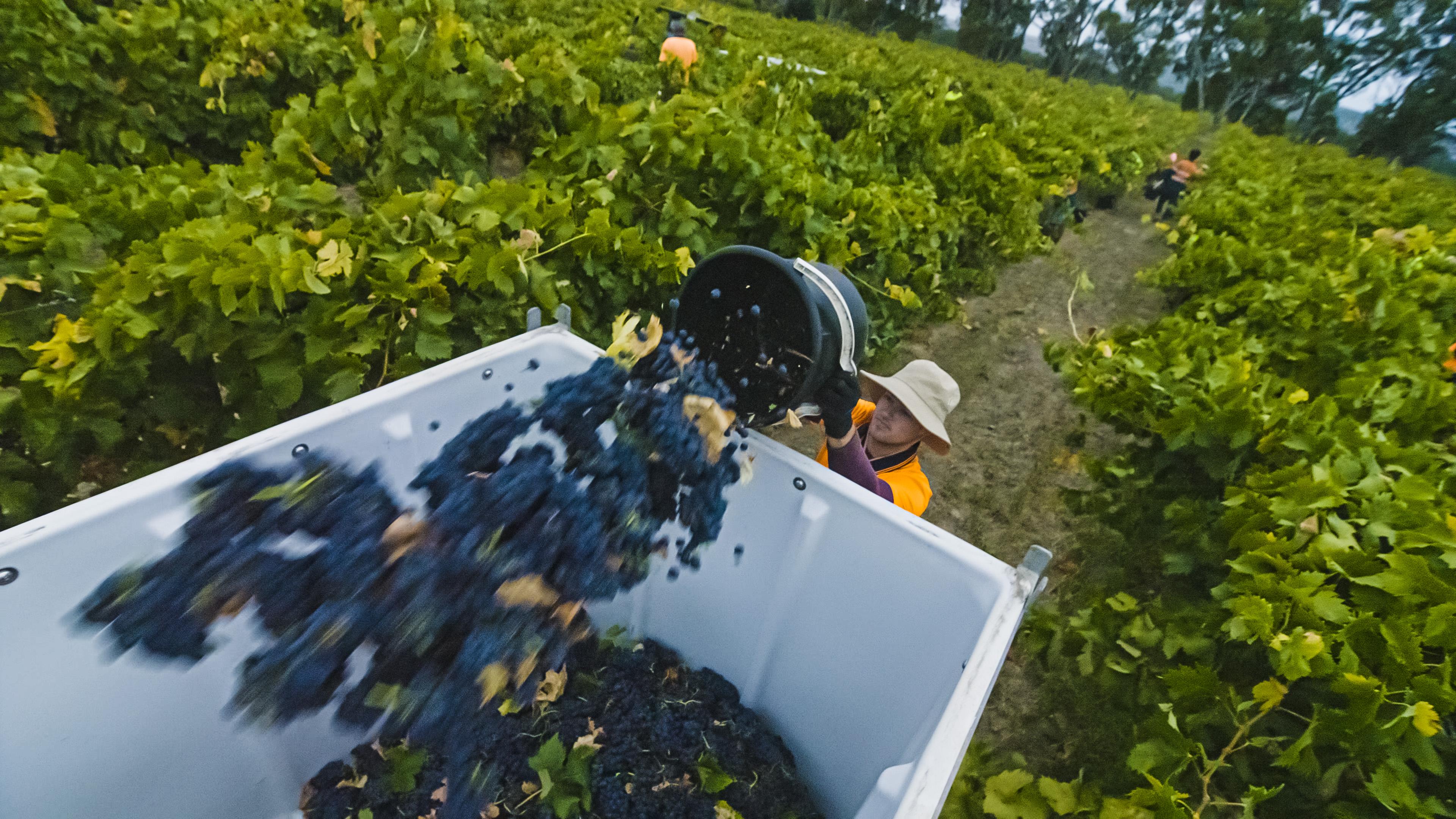 Images Curtis Winery
