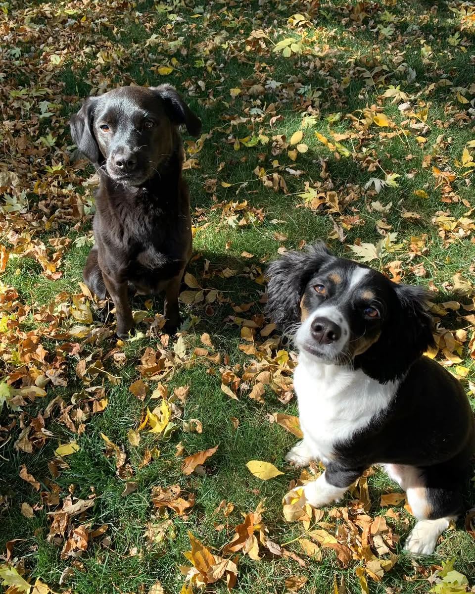 National Dog Day may have been yesterday, but it is never too late to celebrate our amazing team members and their furry companions. Check out these adorable photos of our canine sidekicks who brighten our days at work