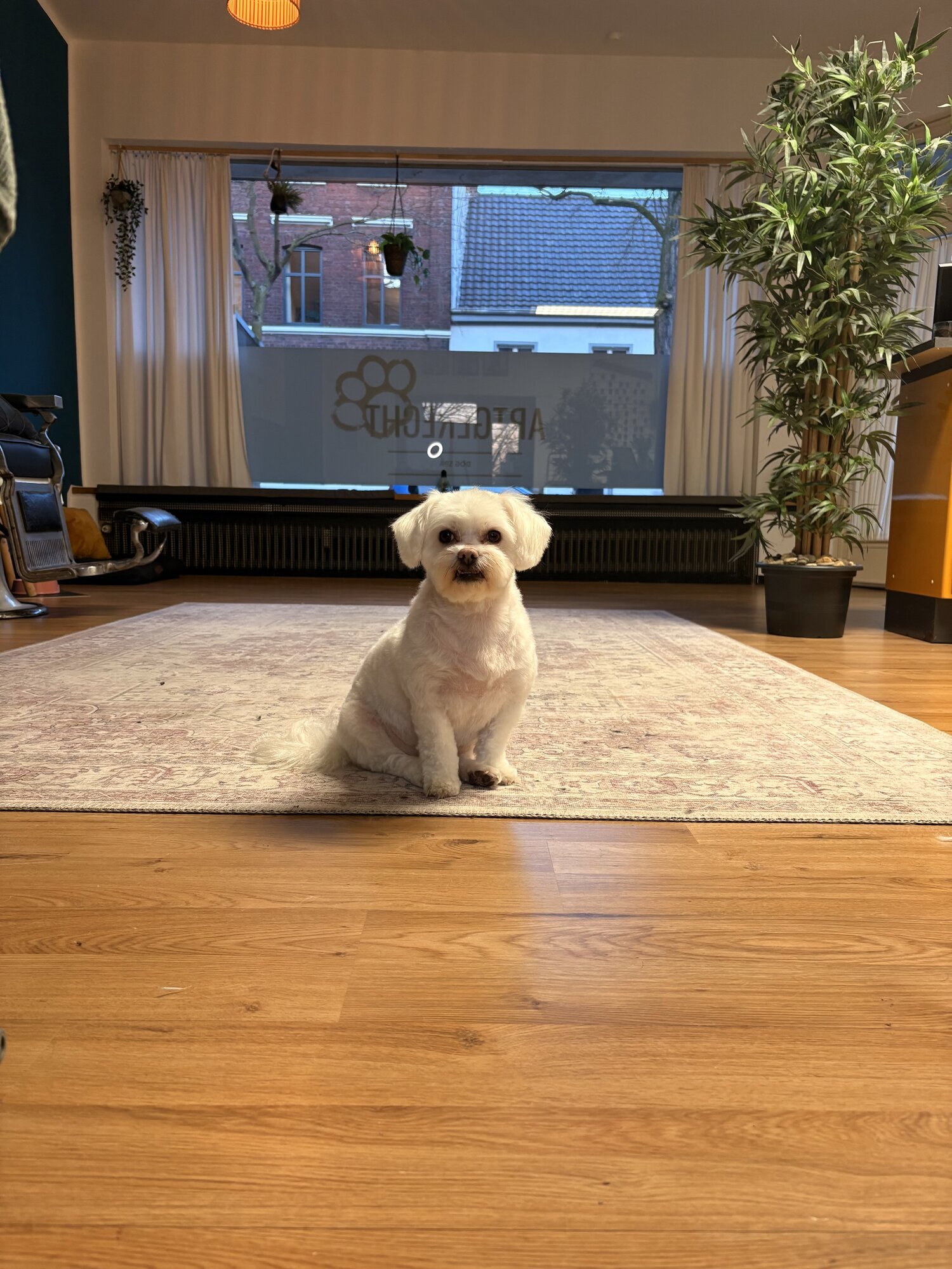 Artgerecht-dogspa, Gereonstraße 10 in Willich