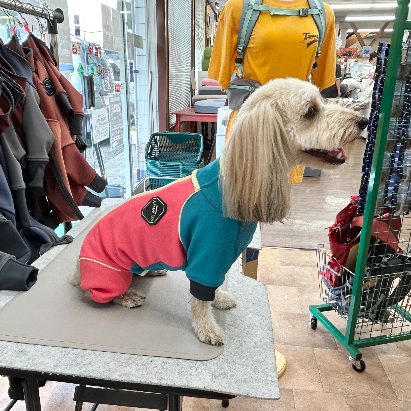 Images たまとポチ 宇津木店