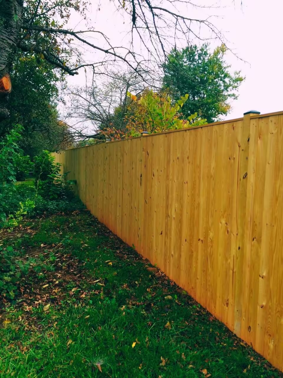 Privacy Fence