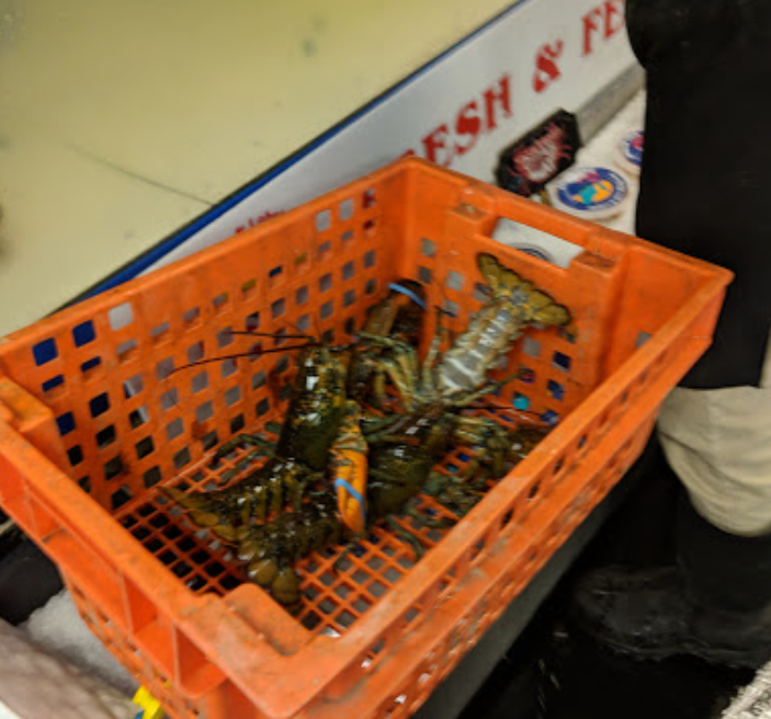 Free Range Fish & Lobster Photo