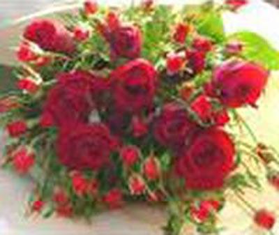 Images Rosetta Estetica