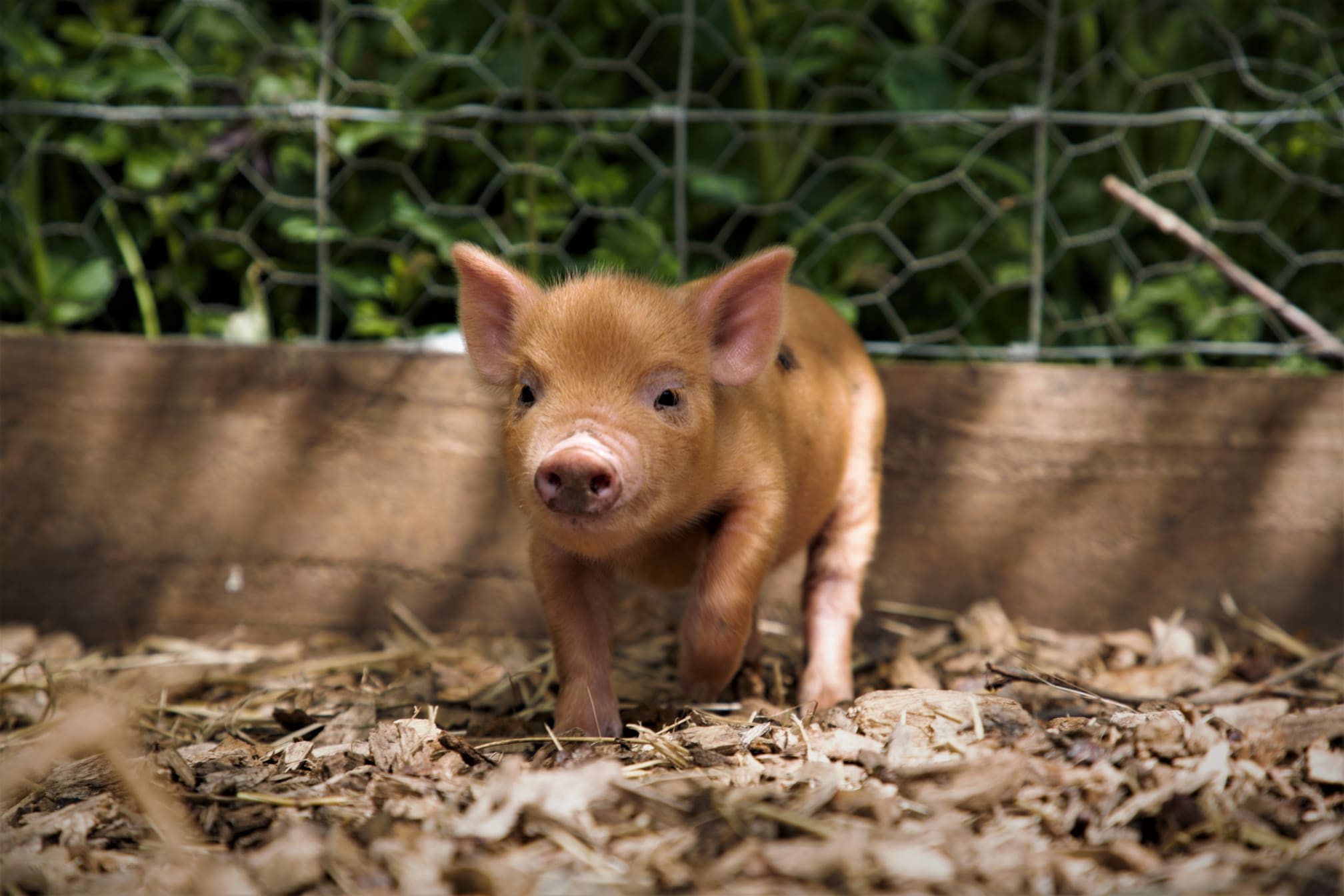 Kew Little Pigs Amersham 01494 726993