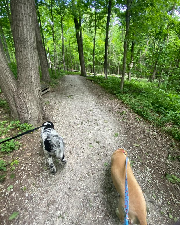 Images Crate Escapes Dog Park + Bar