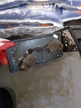 Images Rodent Solution