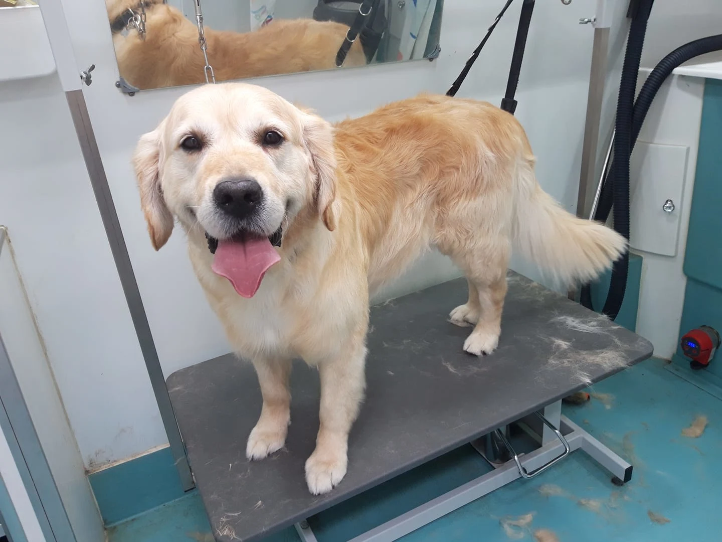 Images The Pawfectionist