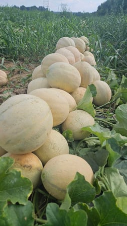 Images Von Thun Farms