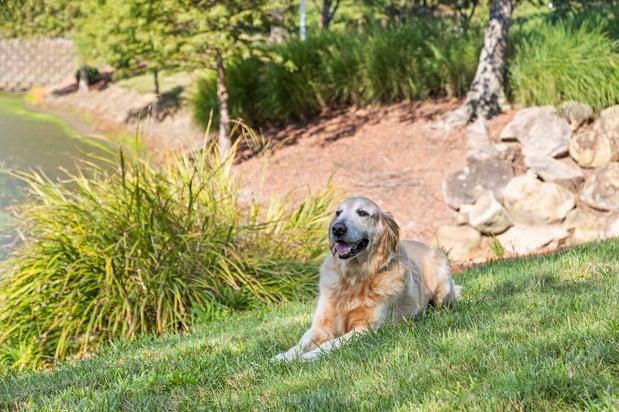 Images Camden Governors Village Apartments