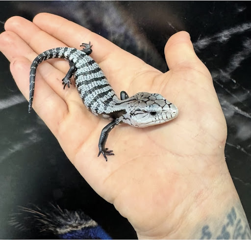 Images Cold Blooded Kingdom