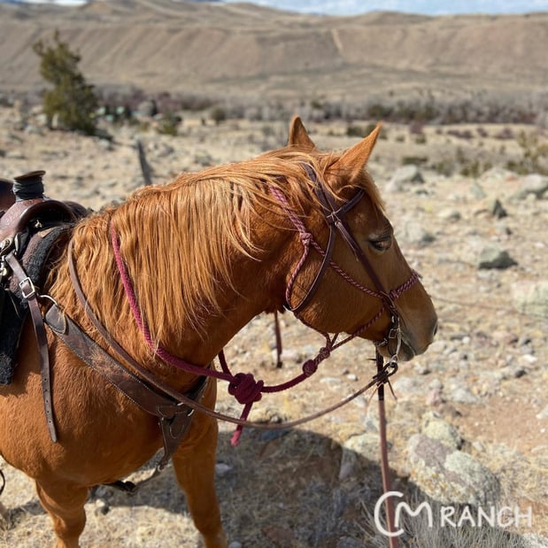 Images CM Ranch