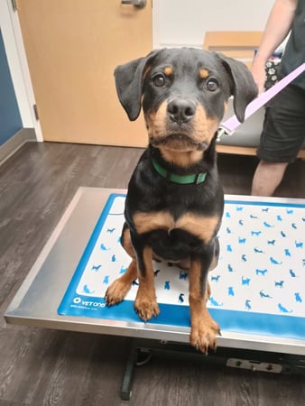 Images VCA AVH Animal Hospital