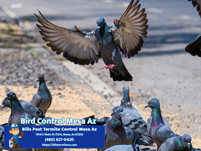 Bills Pest Termite Control Mesa Az Image