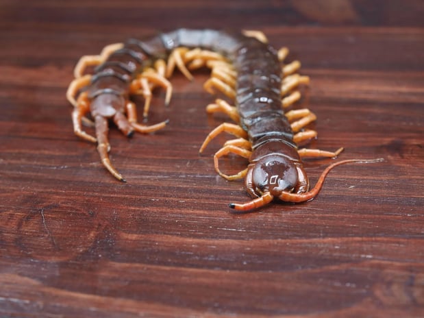 Images Pest Detective MN