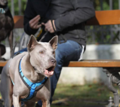 Bellverhalten - Hundeausbildung | teamtraining Mensch & Hund | München