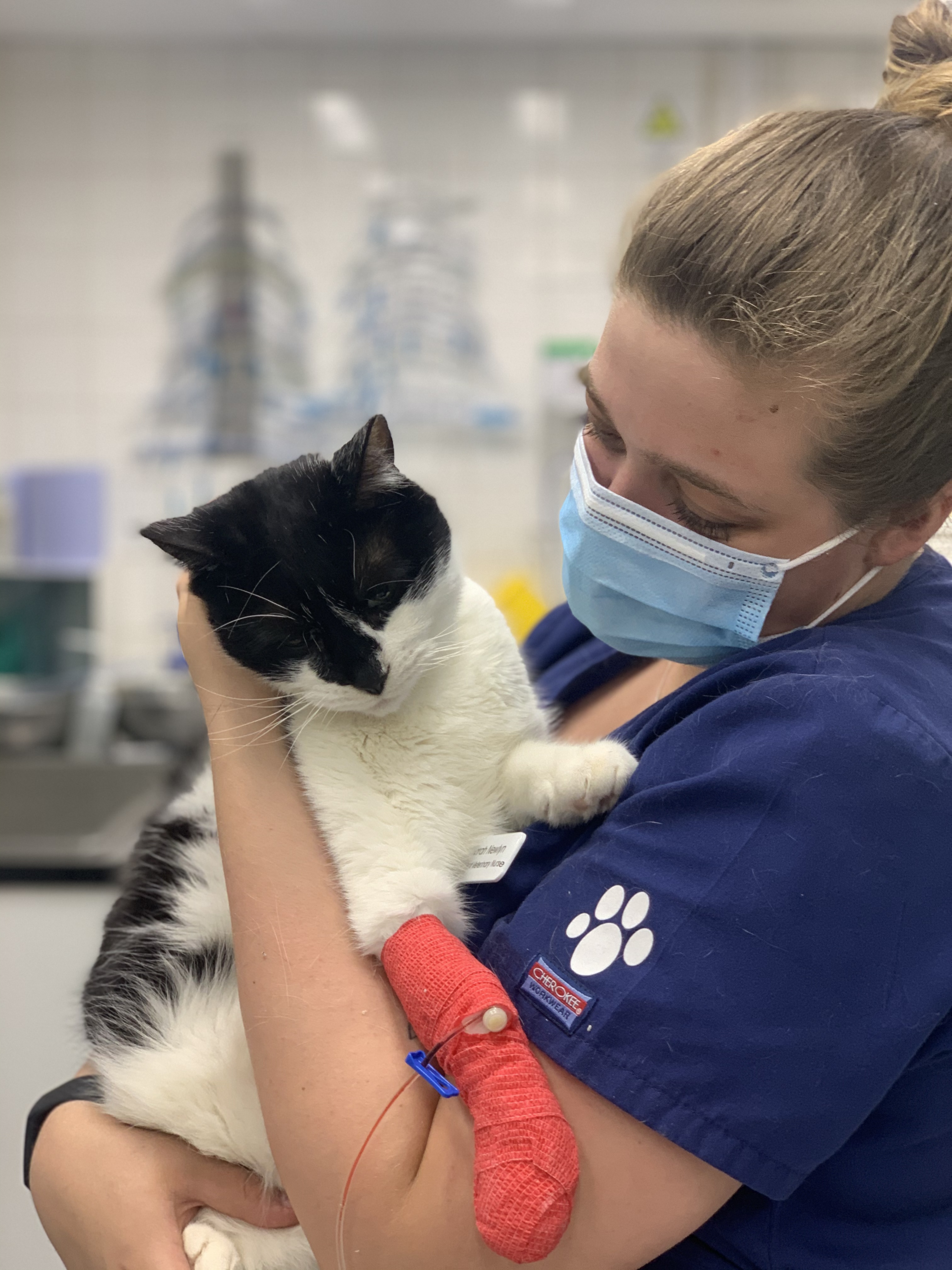 Images Streatham Hill Veterinary Surgery