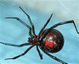 Black Widow Spider