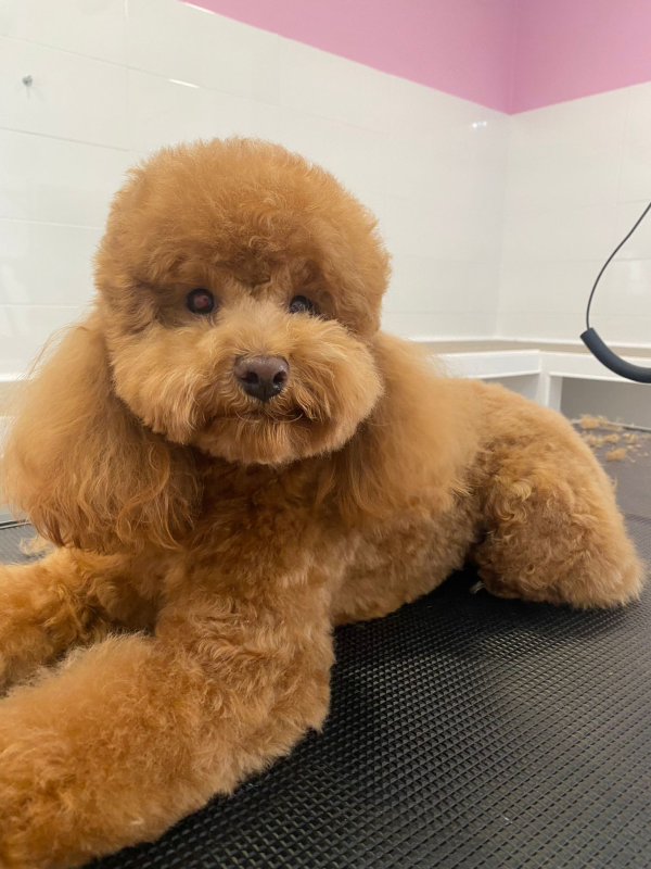 Images Bagnetto E Coccole