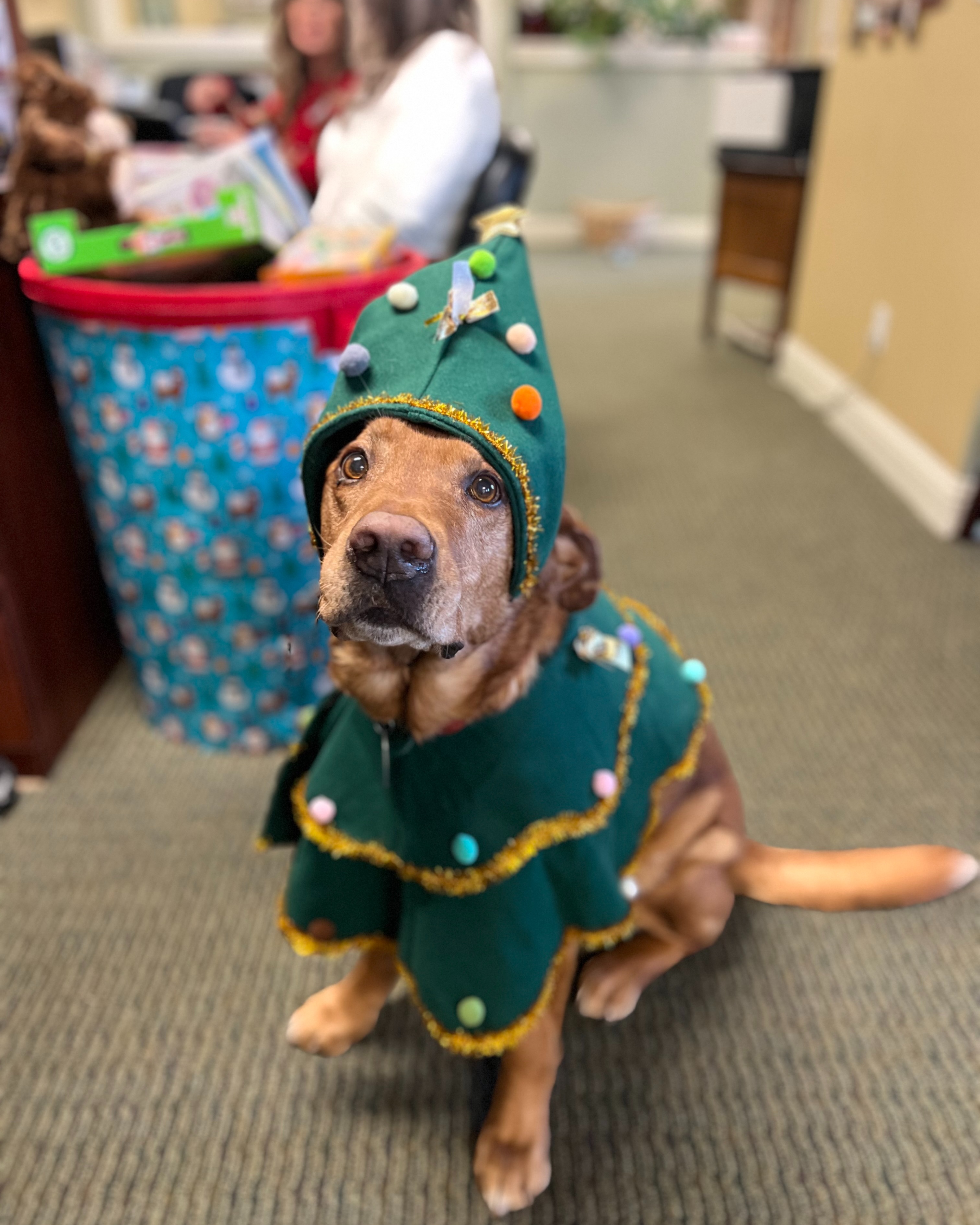 Now is a great time to review your pet coverage and make sure everything is in order for your furry family members. Call or stop by to discuss your options or request a quote. Our team is here to help.