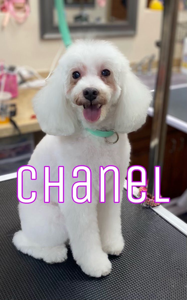 A white poodle-mix dog with a mint green collar sits on a grooming table, looking at the camera with its tongue out. The word "chanel" is superimposed on the image in large, purple, outlined letters.