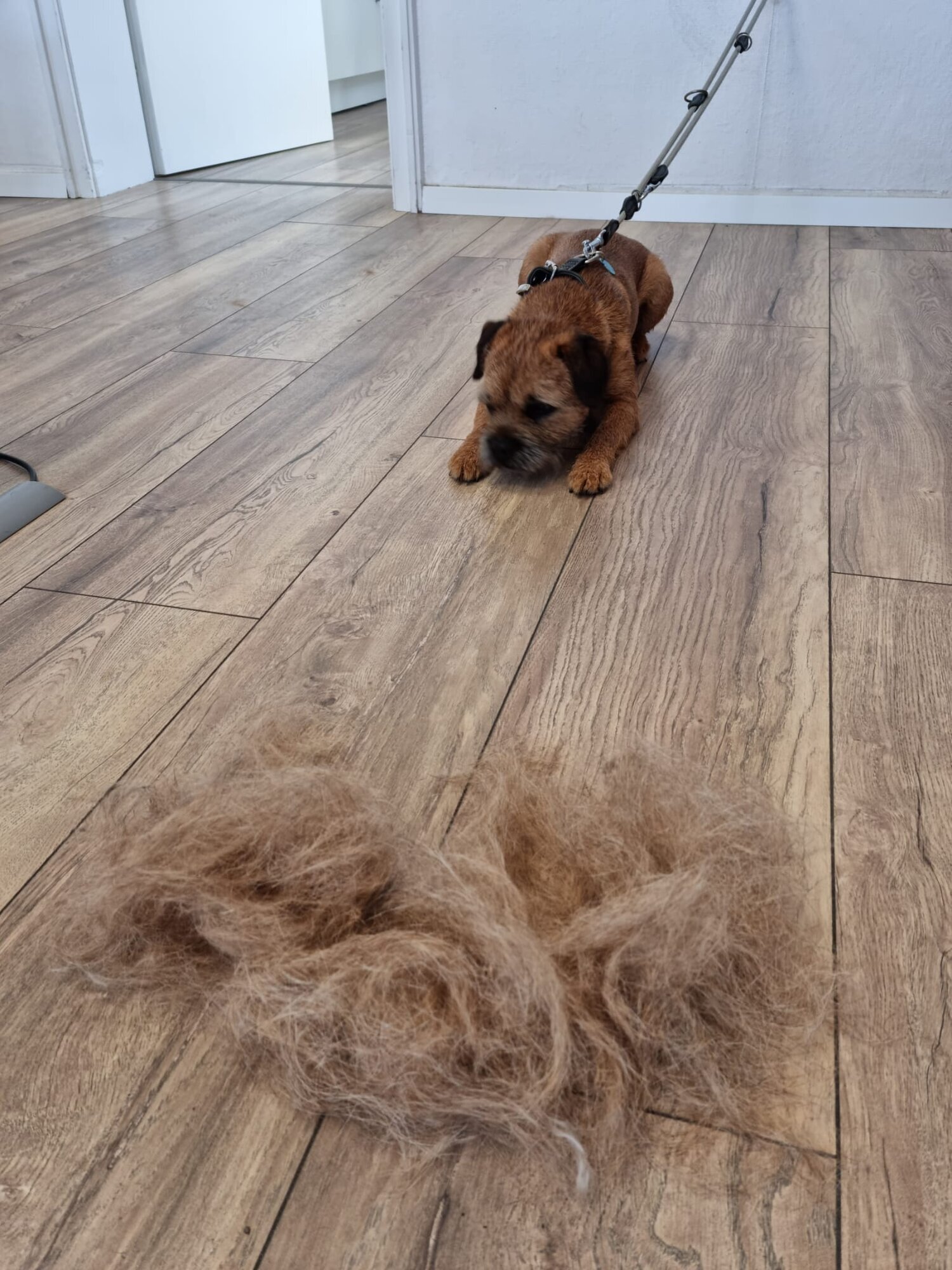 Mellys Hundesalon, Böwerweg 14 in Wittbek