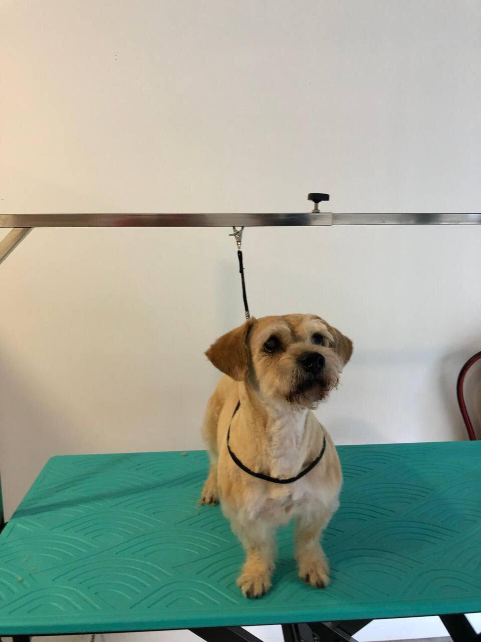 Images Paw&Go - Autolavado de perros y peluquería canina