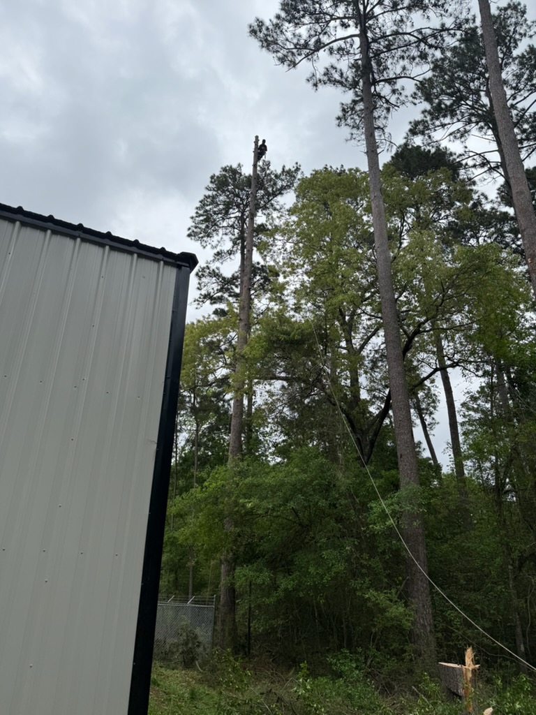 Cruz Professional Tree Services Image