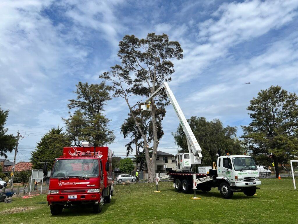 Images Redback Tree Services Greensborough