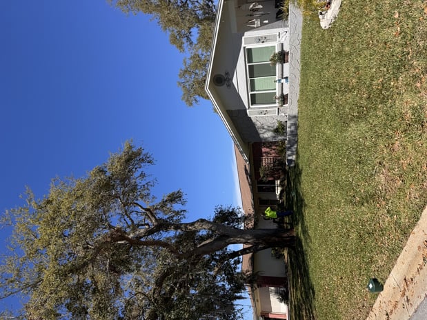 Images Trent's Tree Service The Neighborhood Arborist LLC